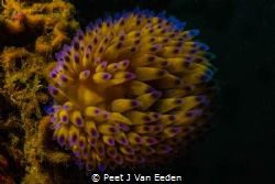 The last glow of the Year. Snooting a  Gasflame nudibranch by Peet J Van Eeden 